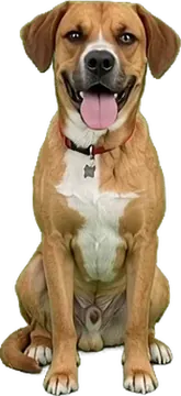 The drawing of Appa made from the photo
